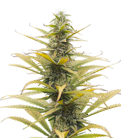 Сорт Auto Bruce Lemon Diesel fem (Dutch Passion)