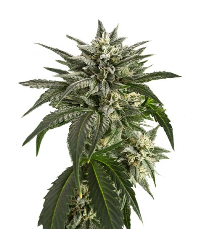 Сорт Blue Critical Autoflowering шишки