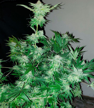 Сорт Cafe Racer (Blimburn Seeds)