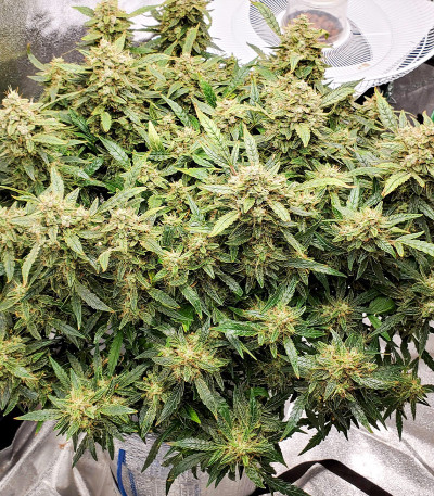 Сорт Original Blackberry auto fem (FastBuds)