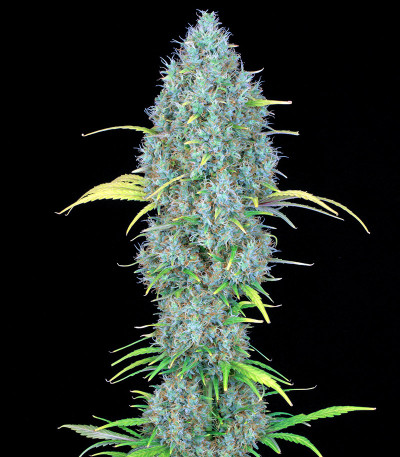 Сорт Serious 6 fem (Serious Seeds)