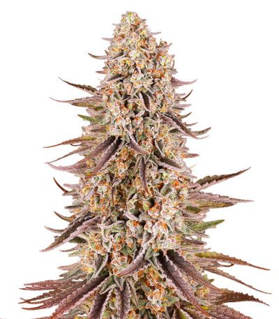 Сорт Sour Strawberry fem (Barney's Farm)