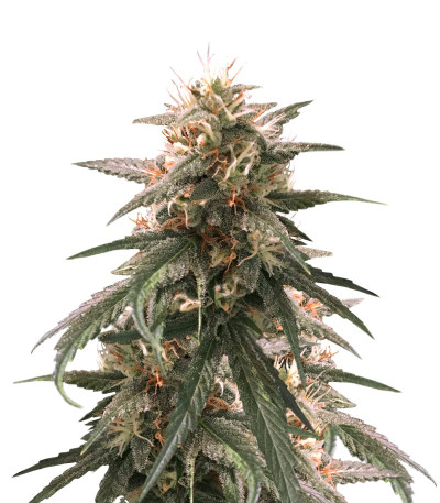 Сорт Strawberry Amnesia fem (Herbies Seeds)