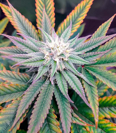 Сорт Purple Punch (00 Seeds)