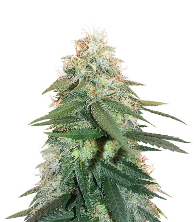 Сорт Auto Critical Orange Punch fem (Dutch Passion)