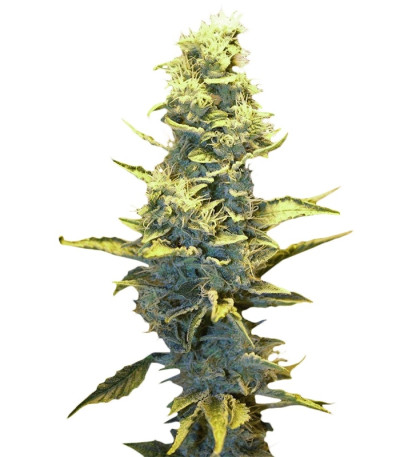 Сорт Fruit Autoflowering (Dinafem Seeds)