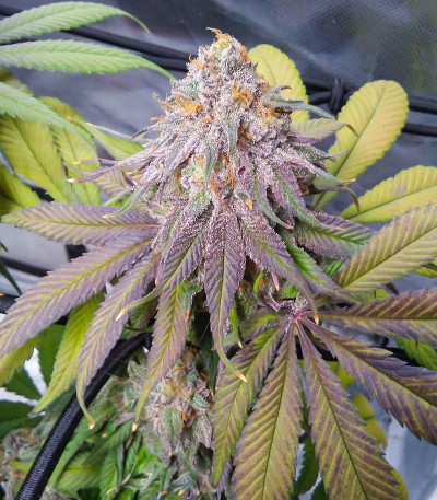 Сорт Glue Cookies fem (AlphaFem Seeds)