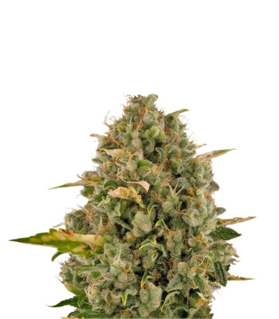 Сорт Royal Moby fem (Royal Queen Seeds)