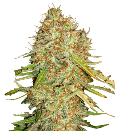 Сорт Auto Gorilla Blue fem (Advanced Seeds)