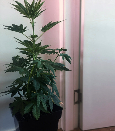 Сорт Critical Neville Haze 2.0 fem (Delicious Seeds)