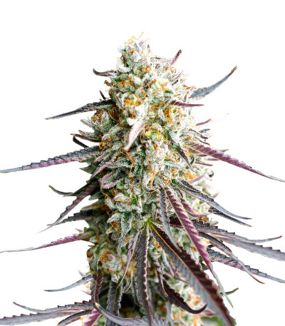 Сорт Ice Cream Cake Fast Flowering fem (Humboldt Seed Organization)