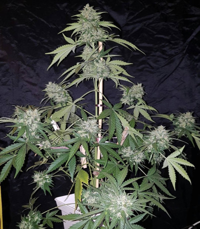 Сорт AK Full Autoy fem (Sumo Seeds)