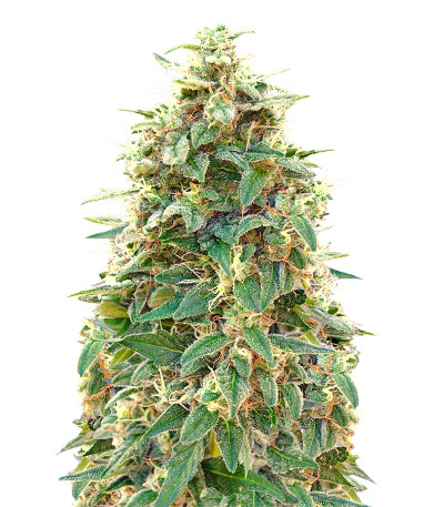 Сорт Auto 00 Cheese (Auto 00 Hashchis) fem