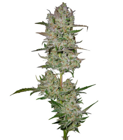 Сорт Jack 47 Auto fem (Sweet Seeds)