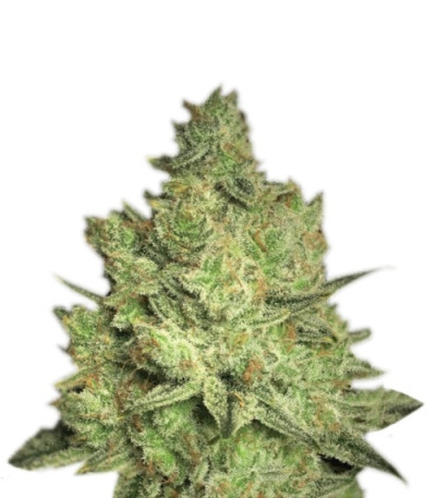 Сорт Jacky White fem (Paradise Seeds)