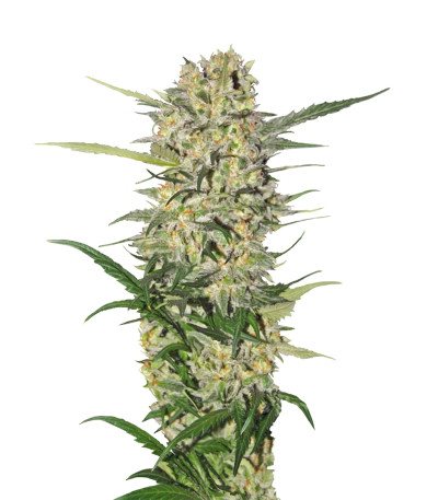 Сорт Northern Light fem (Royal Queen Seeds)