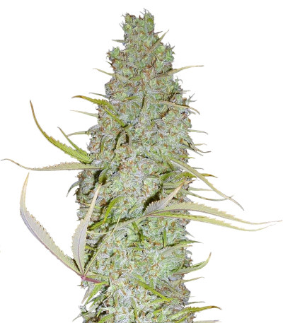 Сорт C99 fem (Female Seeds)