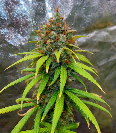 Сорт Lemon Drizzle fem (Barney's Farm)