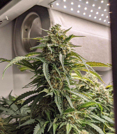 Сорт Auto Anesthesia fem (Pyramid Seeds)