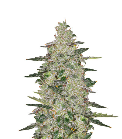 Сорт Auto Anesthesia fem (Pyramid Seeds)