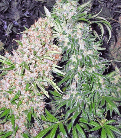 Сорт Skunk Special fem (Female Seeds)