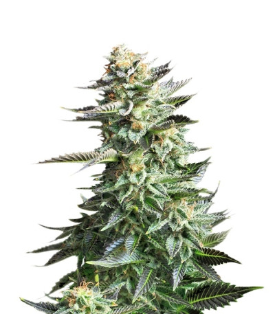 Сорт Amnesia Haze fem (Royal Queen Seeds)