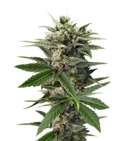 Сорт Blue Amnesia XXL Autoflowering шишки