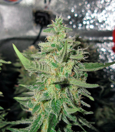 Сорт Delahaze fem (Paradise Seeds)