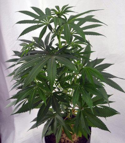 Сорт NYC Diesel fem (Sweet Seeds)