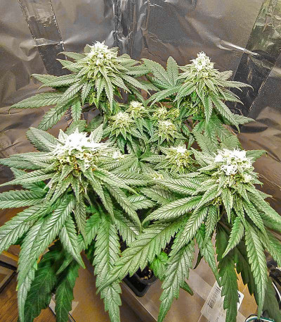 Сорт Shogun fem (Royal Queen Seeds)