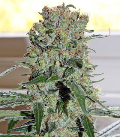 Сорт Smile Max Auto fem