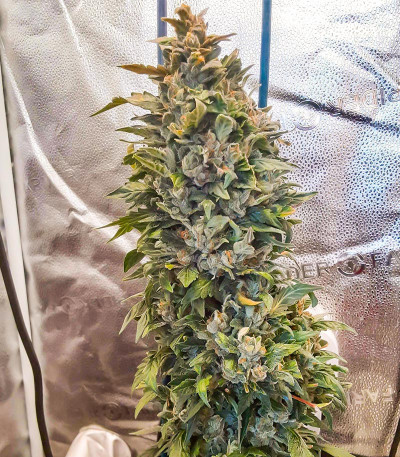 Сорт Grateful Dead Auto fem (High Speed ​​Buds)