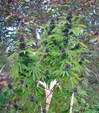 Сорт Sweet Purple fem (Paradise Seeds)