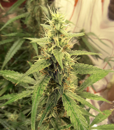 Сорт Auto New York City fem (Pyramid Seeds)