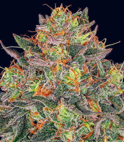 Сорт Lemon Drizzle fem (Barney's Farm)