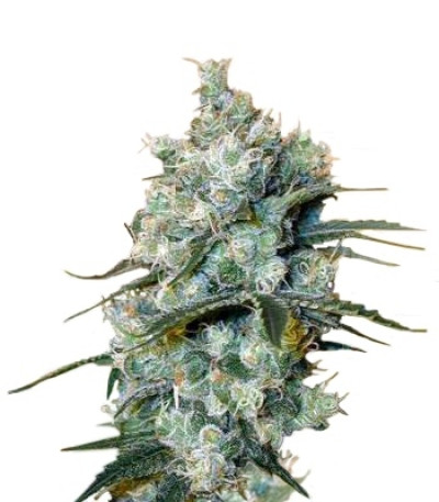 Сорт Medusa fem (Nirvana Seeds)