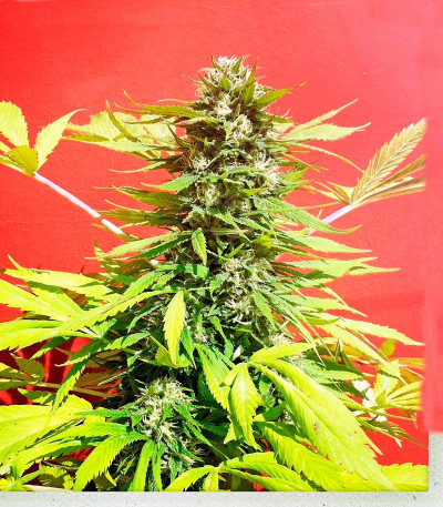 Сорт White Domina fem (Kannabia Seed Company)