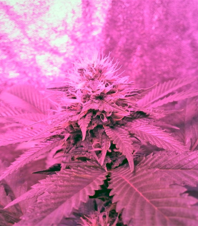 Сорт American Pie fem (Pyramid Seeds)