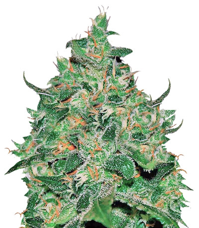 Сорт Critical Jack Herer Auto fem (Delicious Seeds)