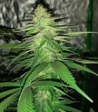 Grandmommy Purple fem (Herbies Seeds)