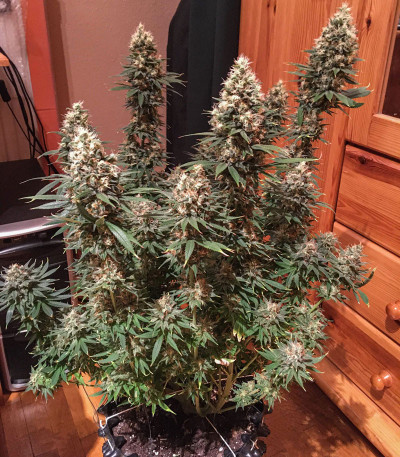 Сорт White Widow fem (Dutch Passion)