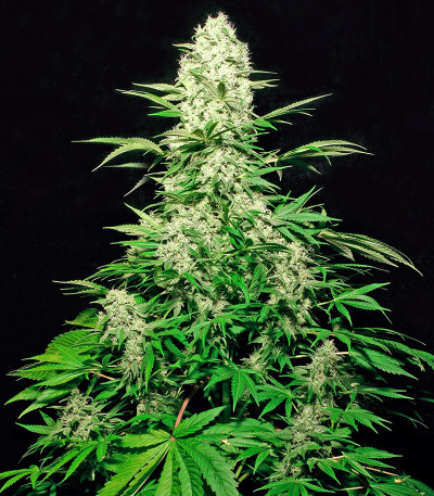 Сорт White Russian fem (Serious Seeds)