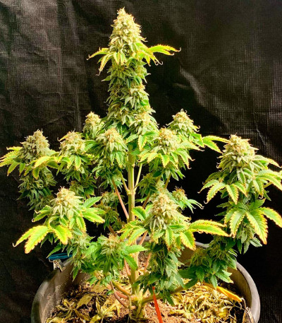 Сорт Frosted Guava fem (Original Sensible Seeds)