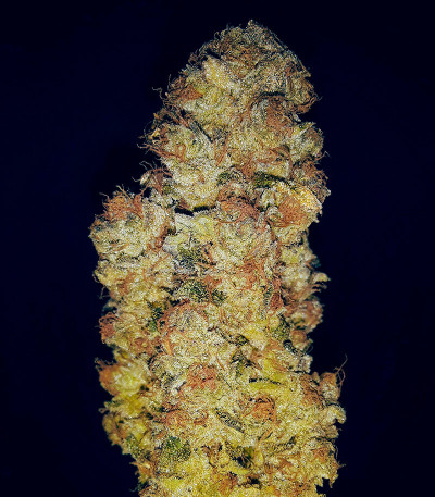 Сорт Slightly Stoopid Fruits fem (Humboldt Seed Company)