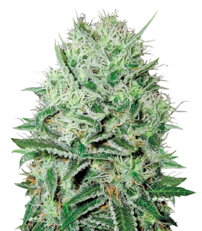 Сорт Auto Devil's Kiss fem