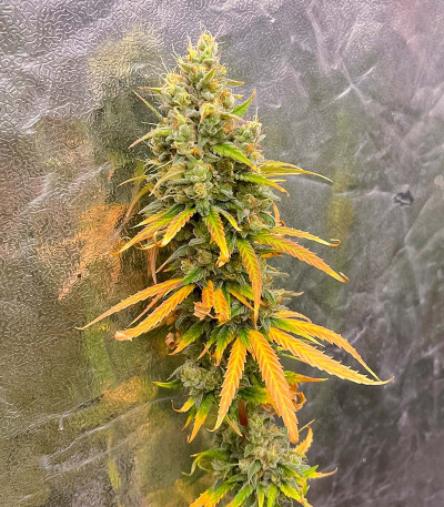 Сорт GMO fem (Barney's Farm)