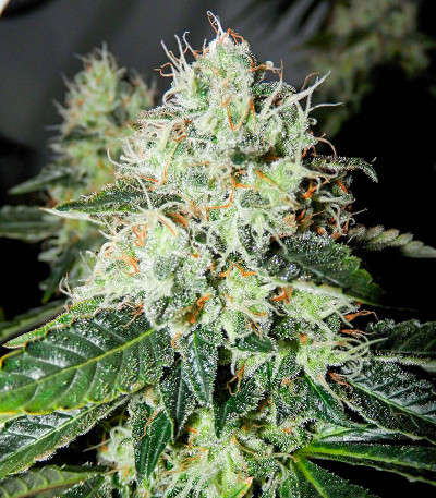 Сорт Red Diesel fem (Barney's Farm)