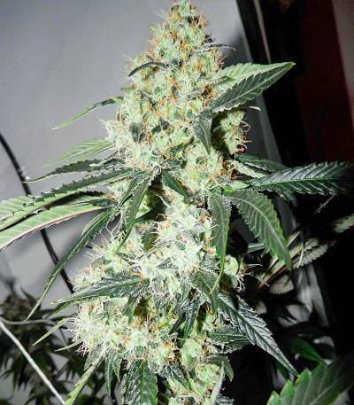 Сорт Red Diesel fem (Barney's Farm)