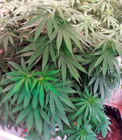 Сорт 00 Kush fem (00 Seeds)