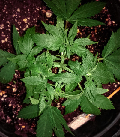 Сорт Chrystal fem (Nirvana Seeds)